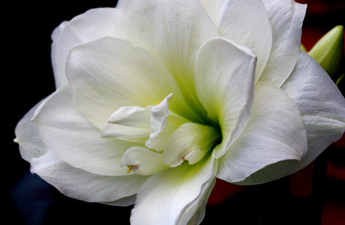 Mont Blanc Amaryllis