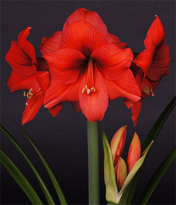 Amaryllis Desire