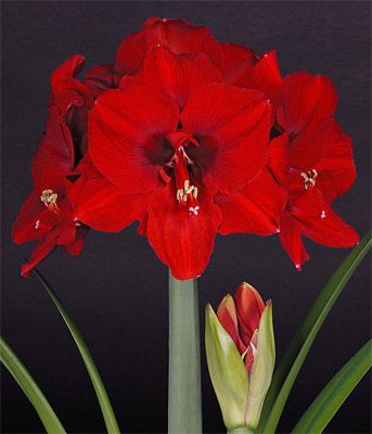 Amaryllis Ferrari