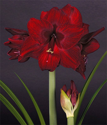 Amaryllis Red Pearle