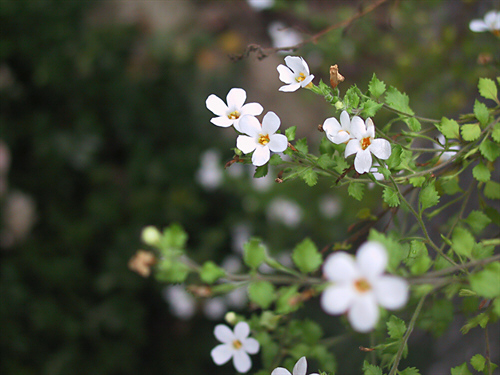 Bacopa