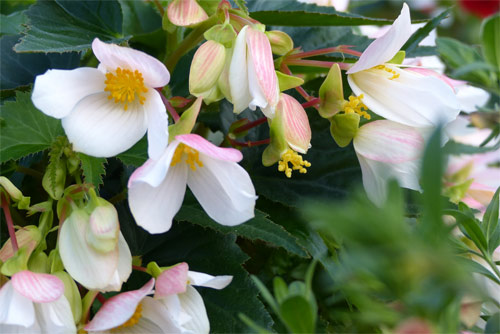 Begonia