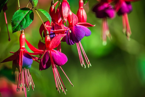 Fuchsia