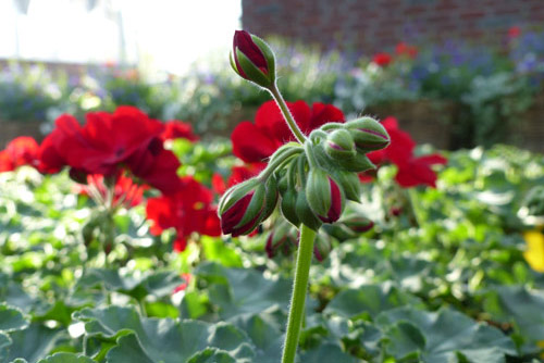 Geranium