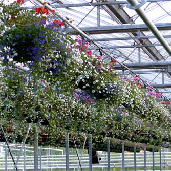 Hanging baskets