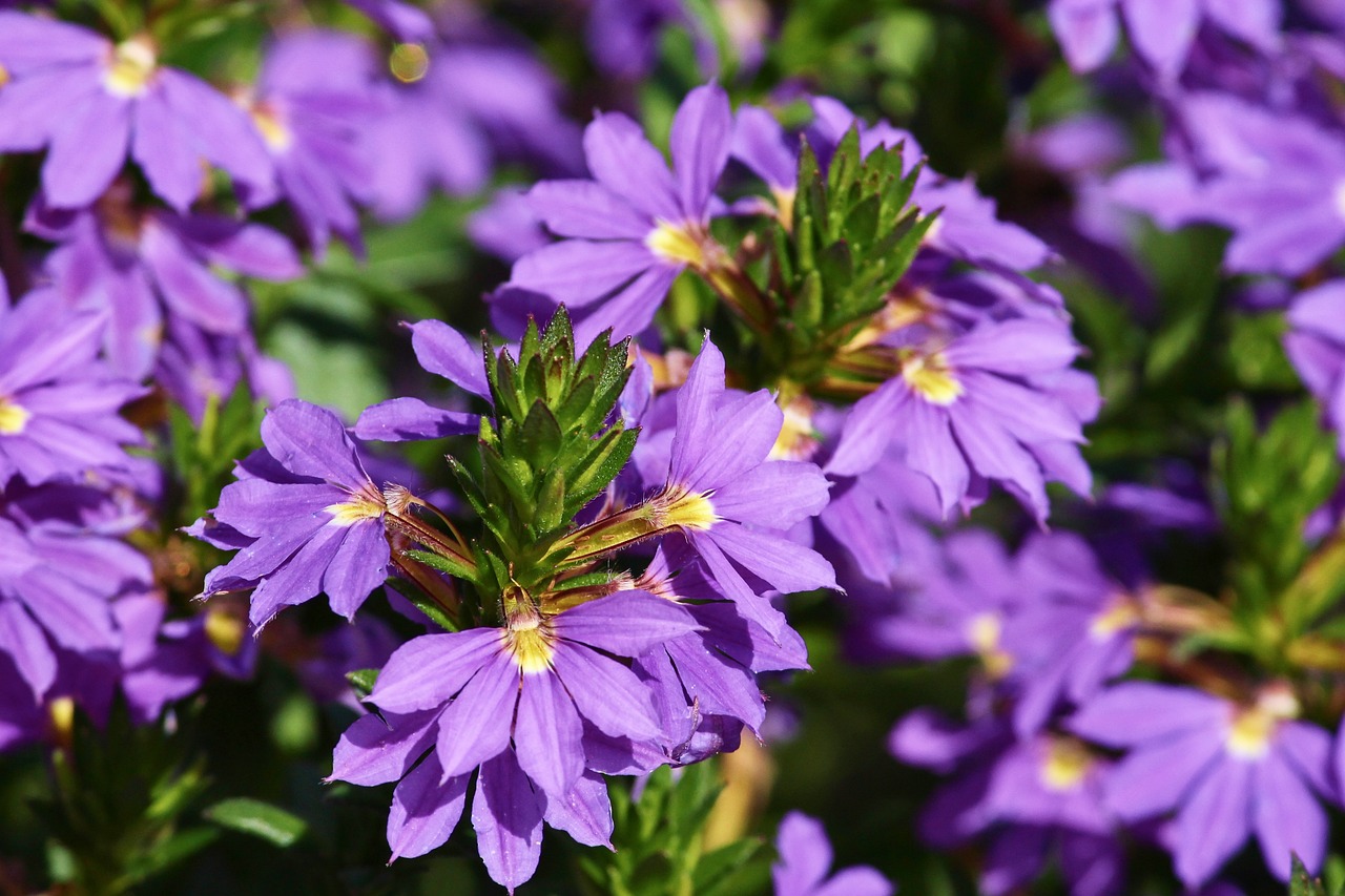 Scaevola